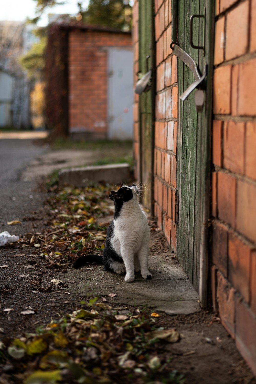 a black and white cat sitting in front of a brick wall