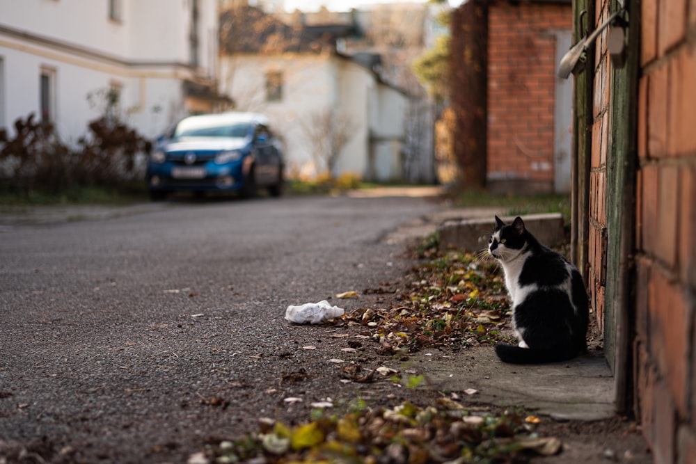 a black and white cat sitting on the side of a road