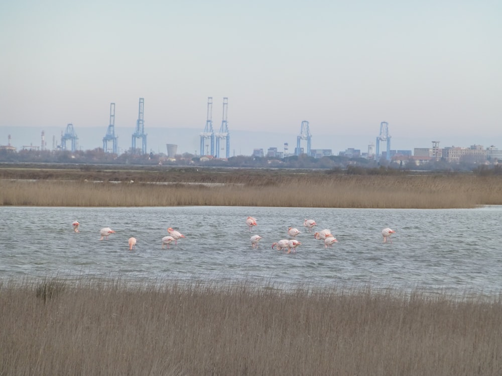 um grupo de flamingos em pé em um corpo de água