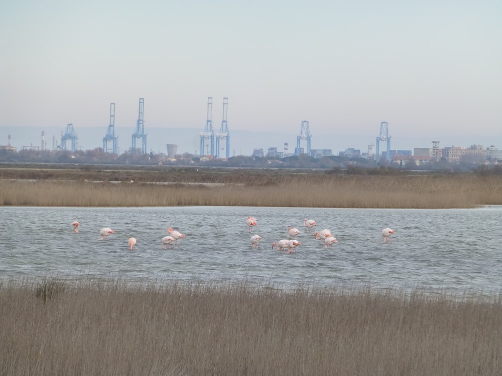 Un grupo de flamencos parados en un cuerpo de agua