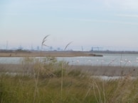 Wildlife including flamingos and native birds near the wetlands of the Iberá Reserve.