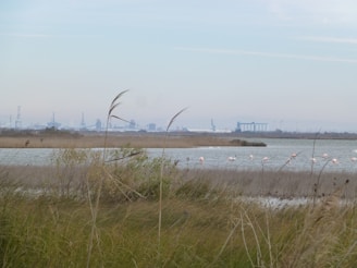 Wildlife including flamingos and native birds near the wetlands of the Iberá Reserve.