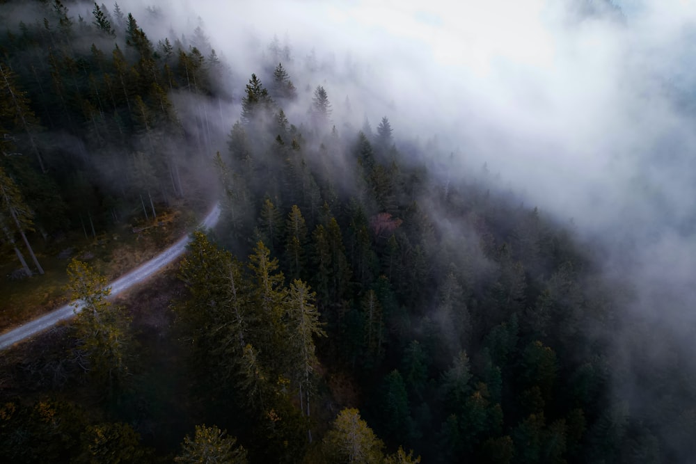 an aerial view of a road in the middle of a forest