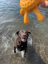 A brown dog, wet and standing in shallow water, looks up excitedly at an orange toy being held above its head.