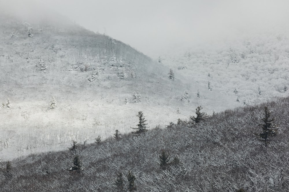 a snow covered mountain with trees on it