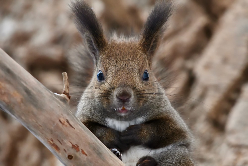 a close up of a squirrel on a tree branch