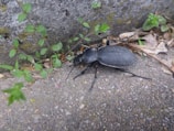 A large black beetle with a textured shell crawls on a rough, pebbled surface near a concrete structure. Small green plants and dried leaves surround the beetle, providing a natural environment.