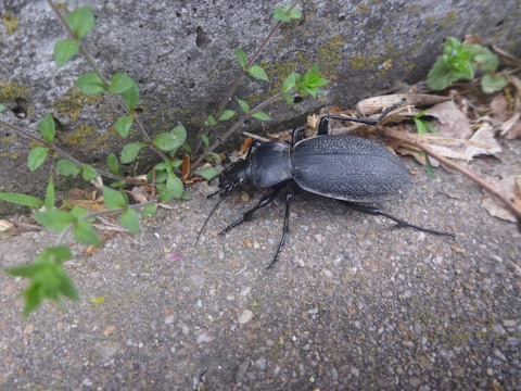 A large black beetle with a textured shell crawls on a rough, pebbled surface near a concrete structure. Small green plants and dried leaves surround the beetle, providing a natural environment.