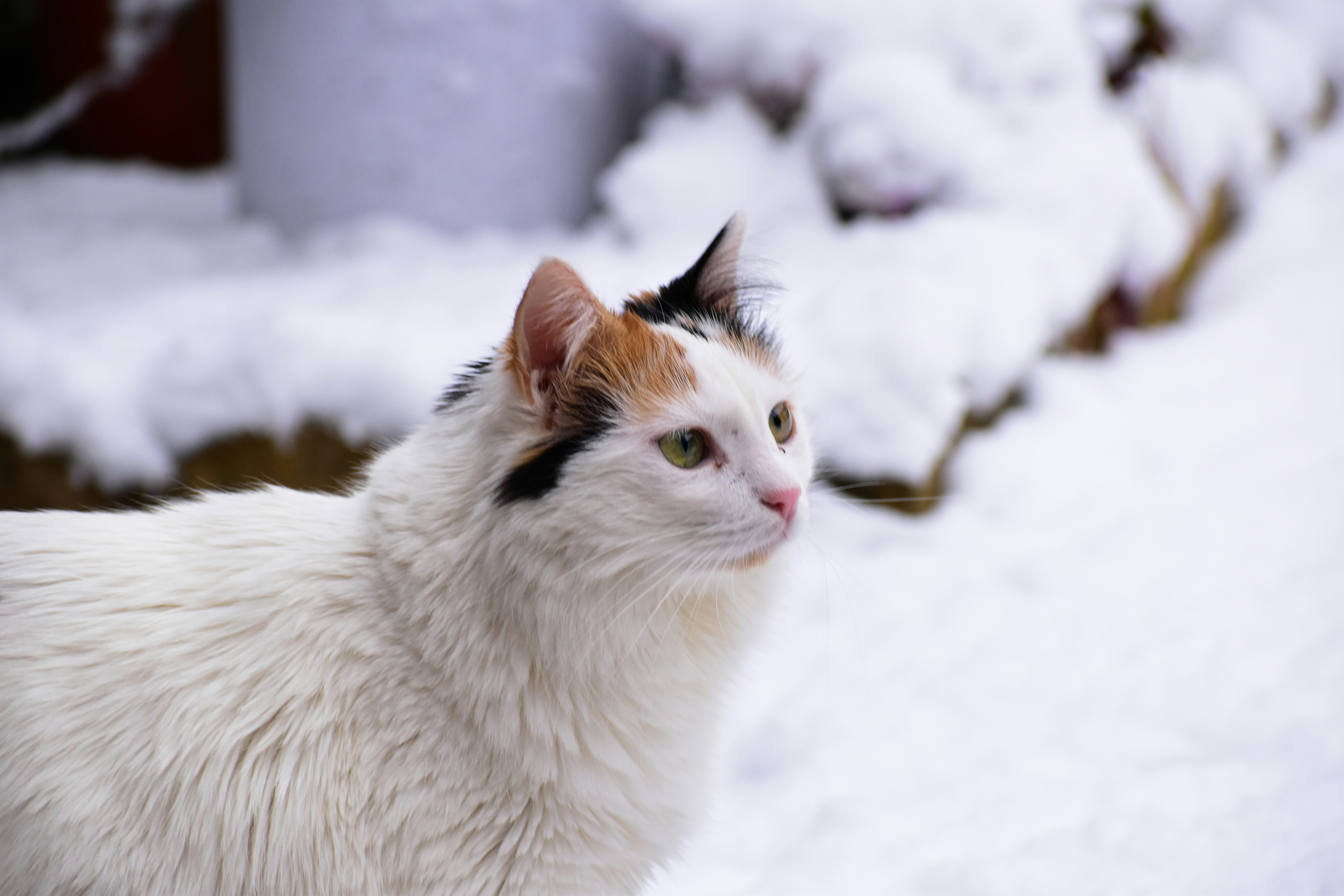 Turkish Van: The Interactive Observer (image credits: unsplash)