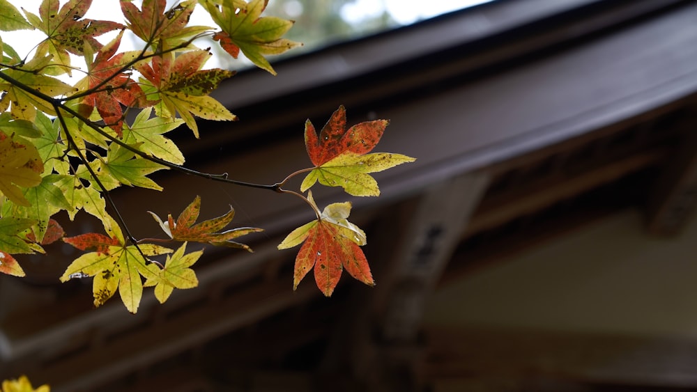 a close up of a branch with leaves on it