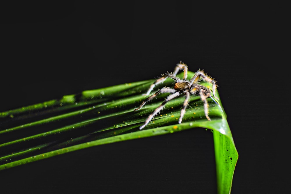 a spider sitting on top of a green leaf