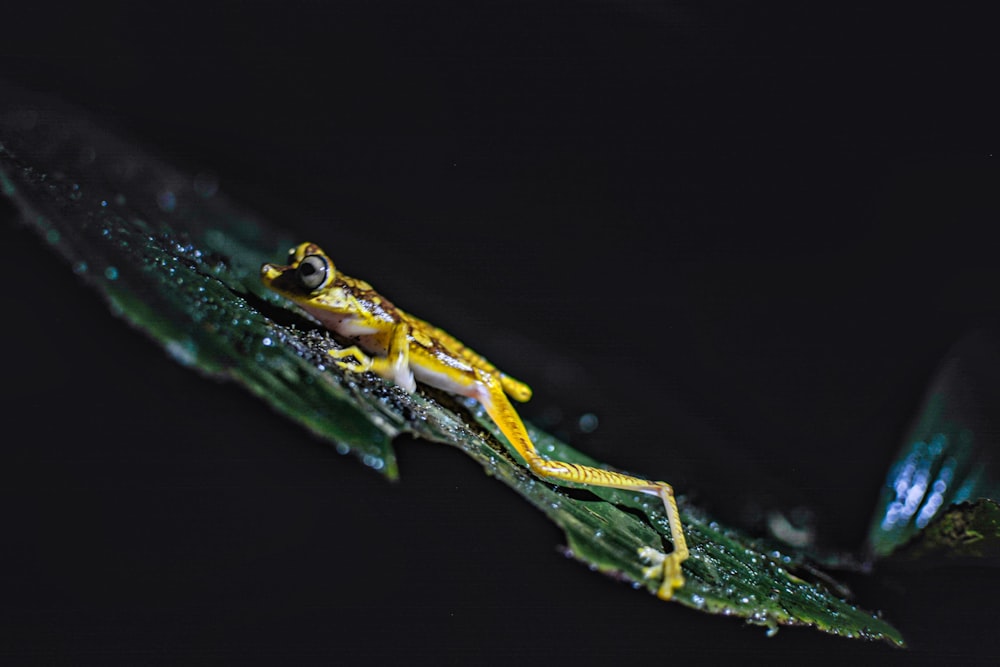 a yellow and black frog sitting on top of a leaf