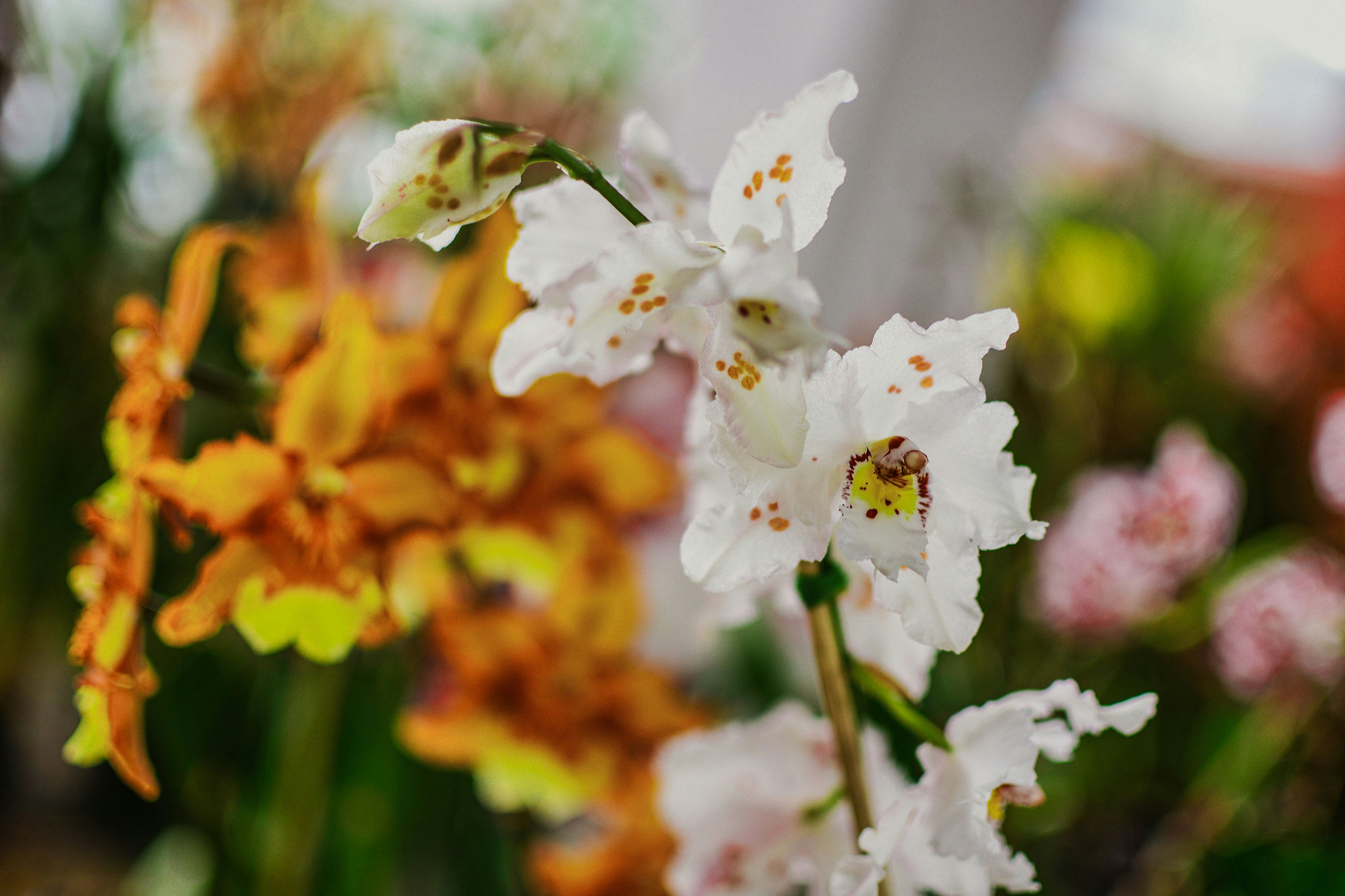 Photo by kiyoshi_jpg