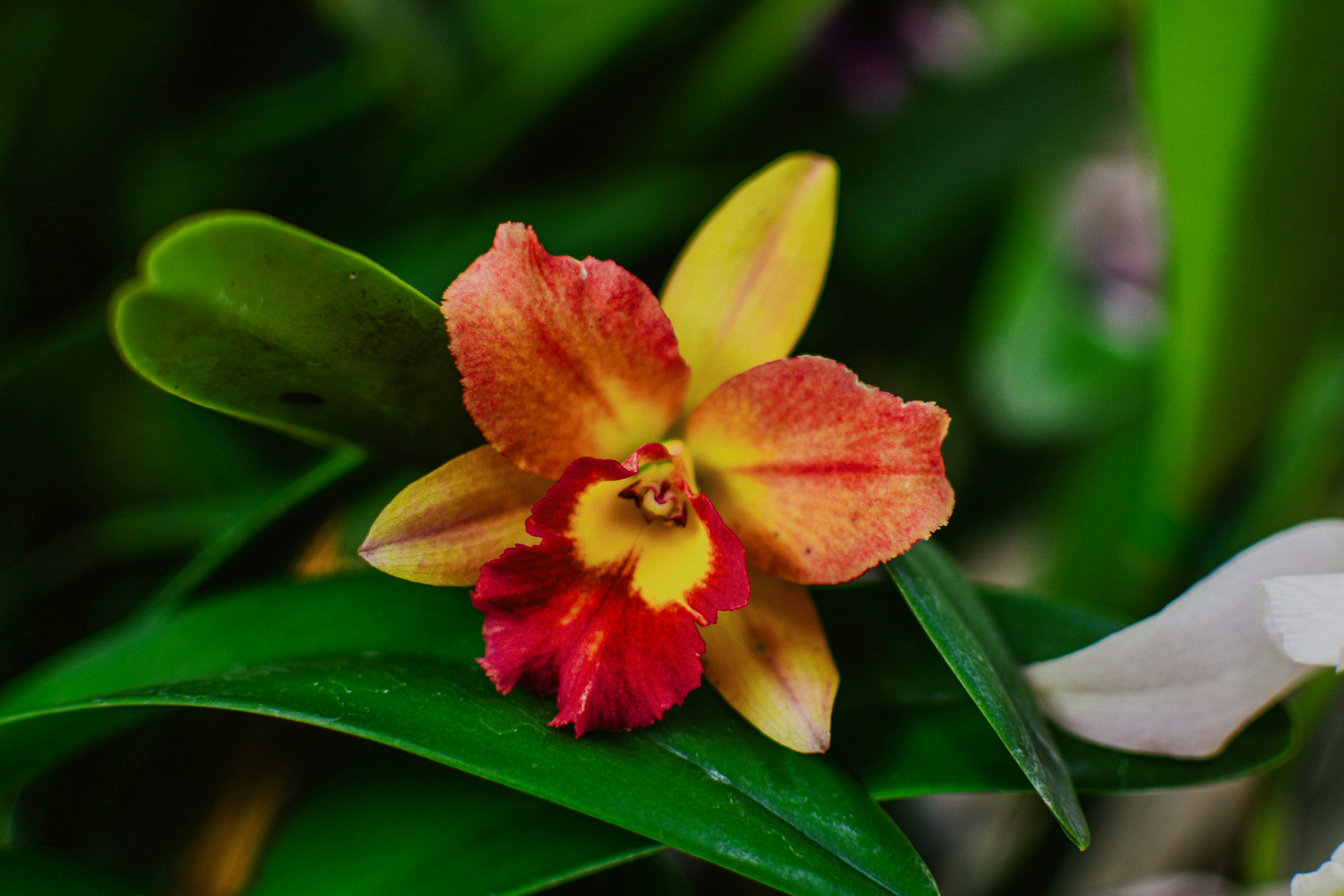 Photo by kiyoshi_jpg