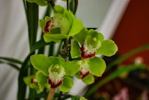 A cluster of vibrant green orchids with deep red markings on the petals. The flowers are in full bloom, showcasing fine details and textures. The background includes blurred elements of other greenery, suggesting a natural or garden setting.