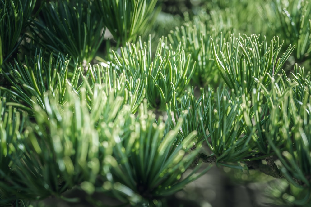 a close up of a bunch of green plants