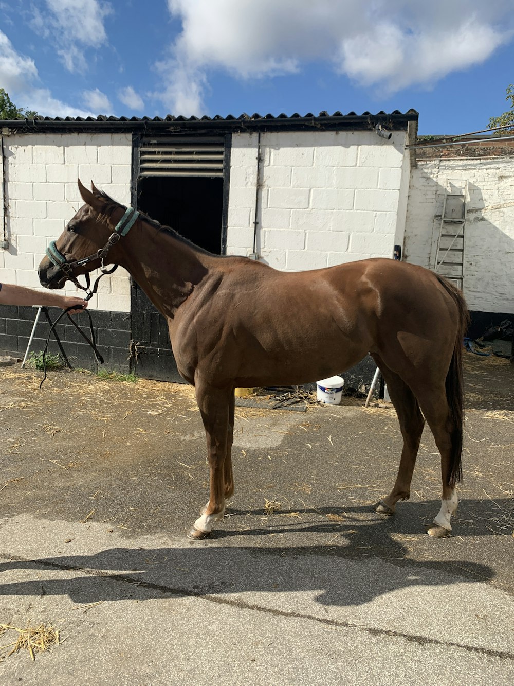 a brown horse standing in front of a white building