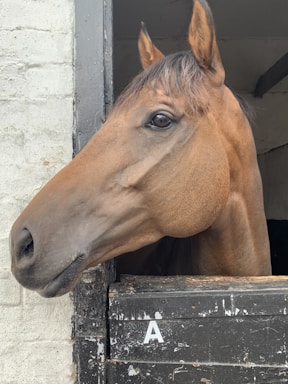 A close-up of a brown horse's head sticking out from a stable door. The horse has a calm expression with its ears perked forward. The stable door is weathered and painted black with a white letter 'A' on it. The background features a textured white wall.