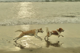chiens jouant et courant pendant une consultation comportementale de loisir avec rézoolution