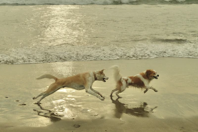 chiens jouant et courant pendant une consultation comportementale de loisir avec rézoolution