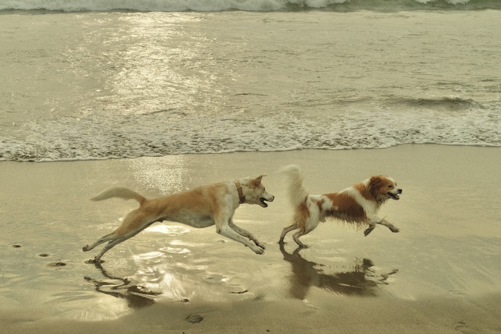 two dogs running on the beach near the water