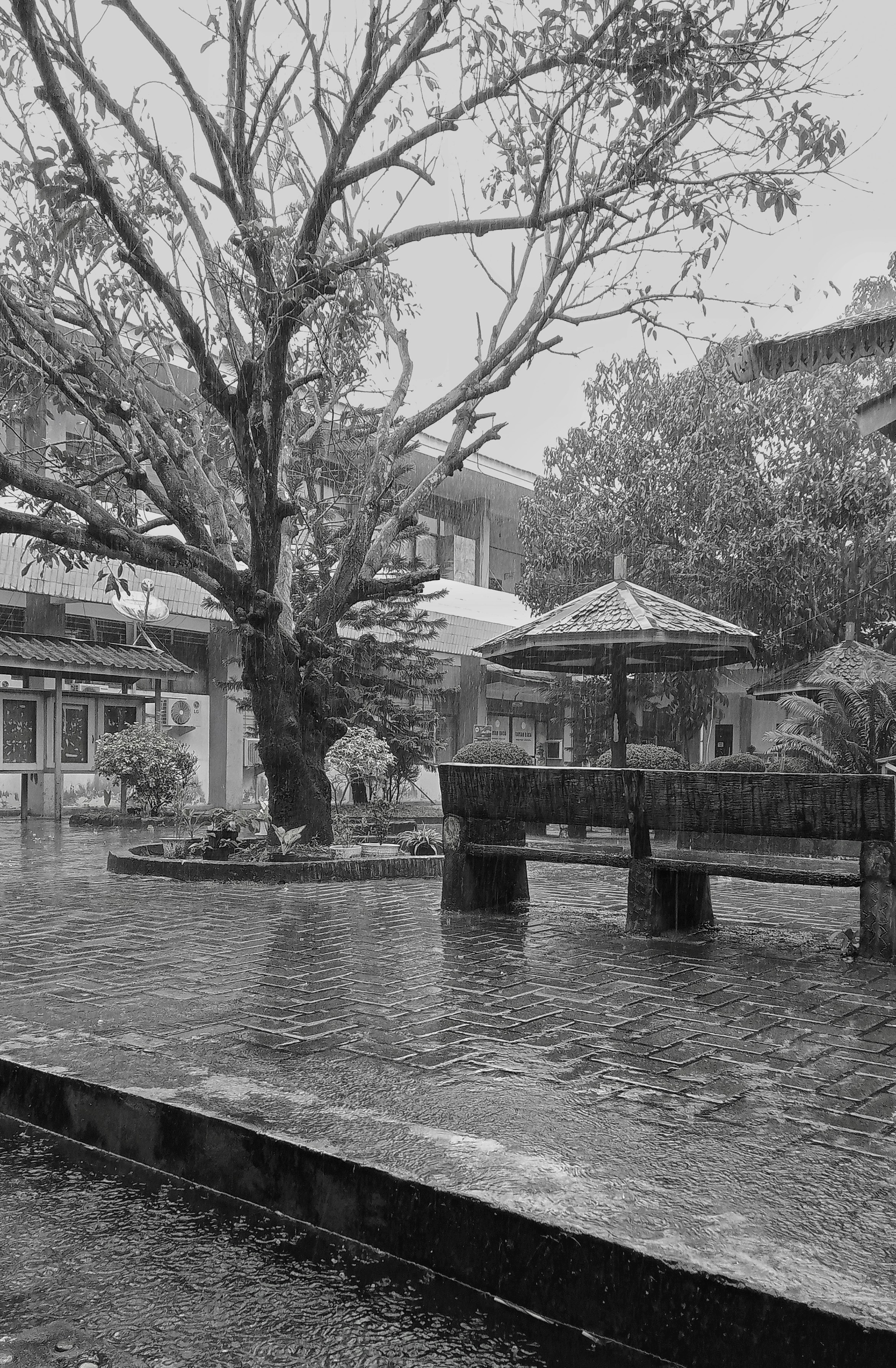 a black and white photo of a tree in a courtyard