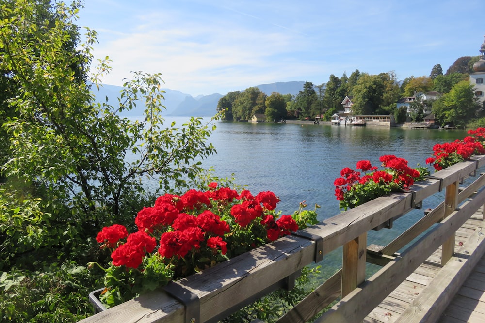 a row of red flowers sitting on top of a wooden fence