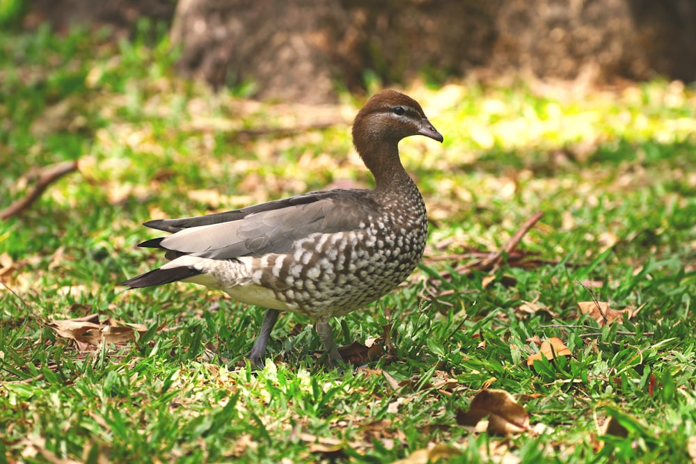 a duck standing in the grass near a tree
