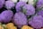 A collection of vibrant purple cauliflowers with some white and orange ones, surrounded by fresh green leaves.