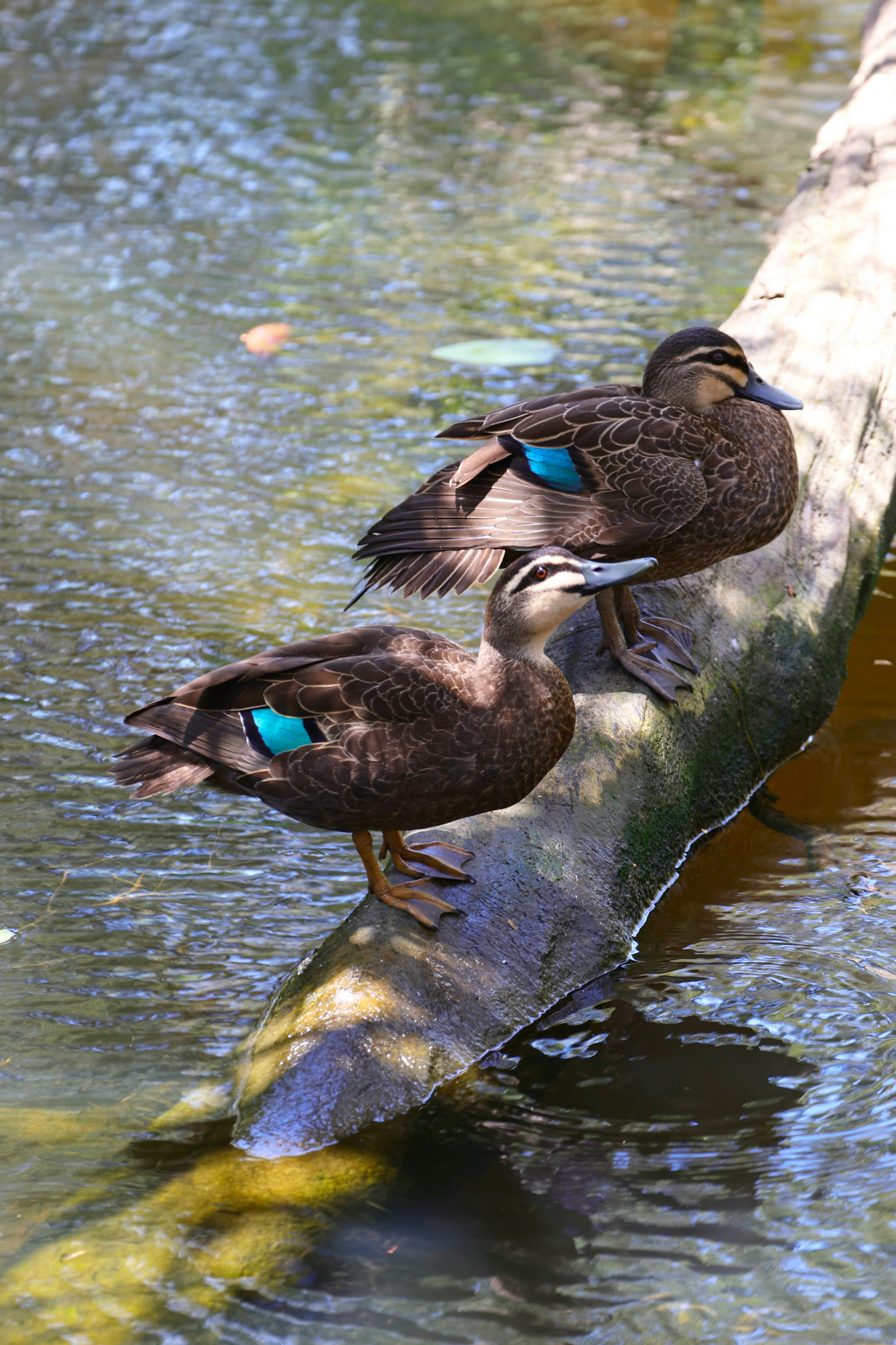 three birds sitting on a log in the water
