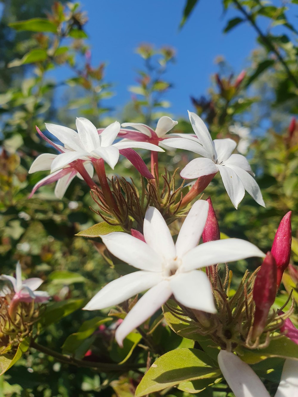 a close up of some white flowers on a tree