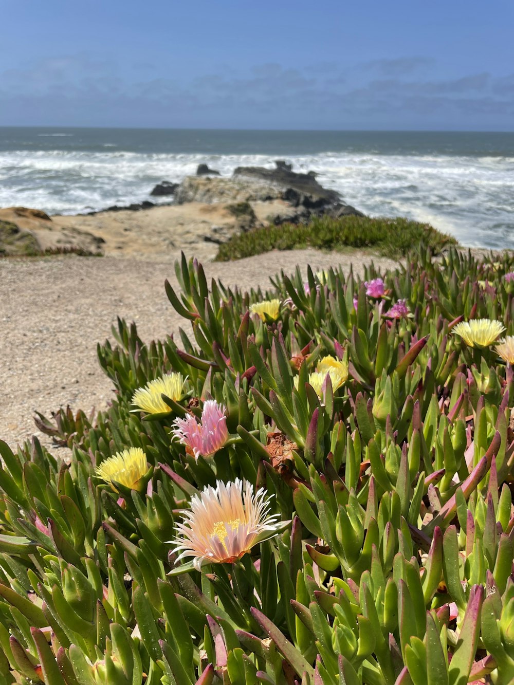 a bunch of flowers that are by the water