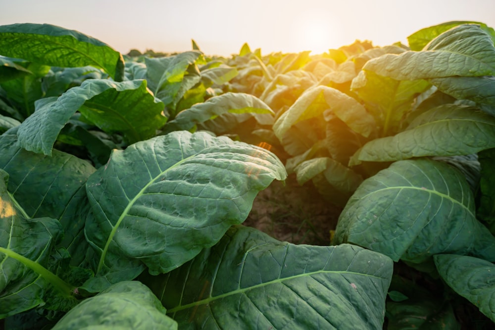 a field of green leafy plants with the sun in the background