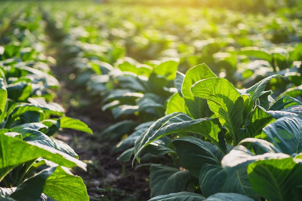 a field full of green plants with the sun shining in the background