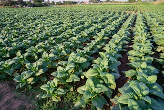 a large field of green plants in the middle of the day