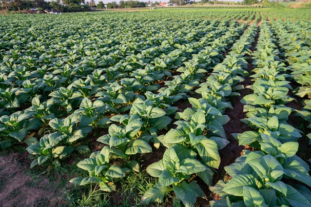 a large field of green plants in the middle of the day