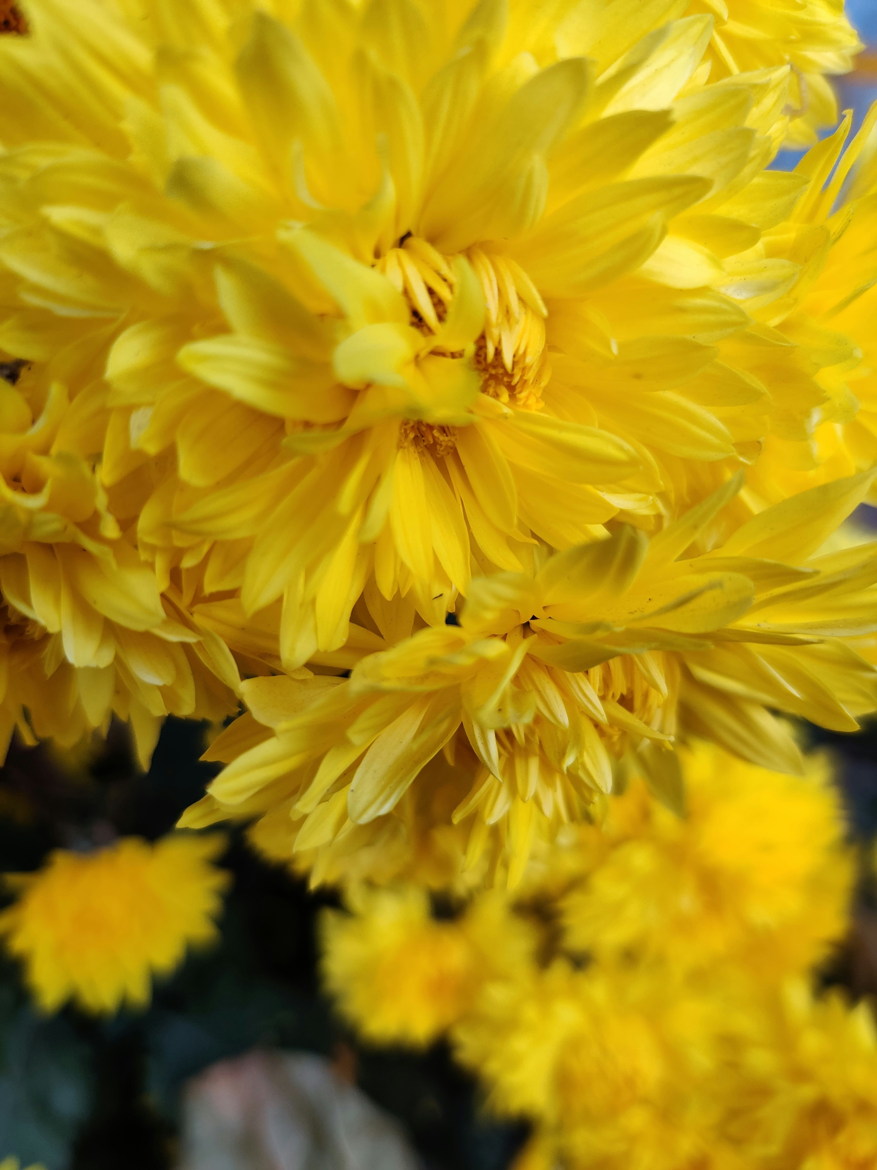 Photo by shraddha_panda