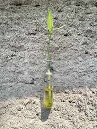A single green plant stem with a leaf is placed in a transparent bottle filled with liquid. The bottle is attached to a rough, textured beige wall casting a shadow.