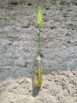 A single green plant stem with a leaf is placed in a transparent bottle filled with liquid. The bottle is attached to a rough, textured beige wall casting a shadow.