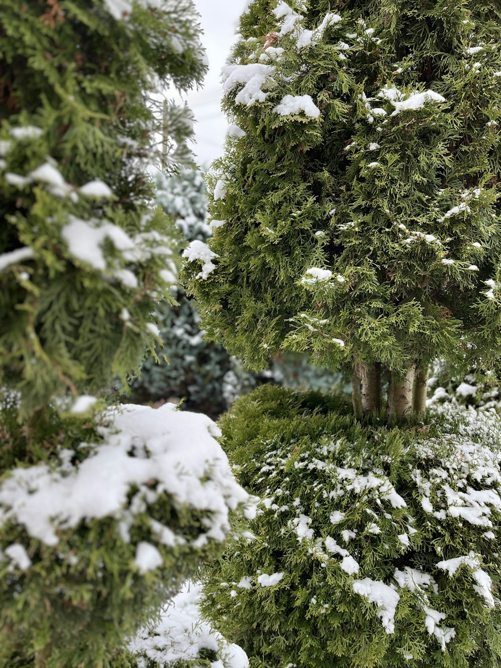 a couple of trees that are covered in snow