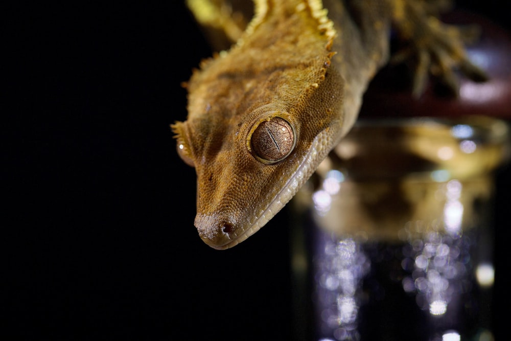 a close up of a lizard on a glass