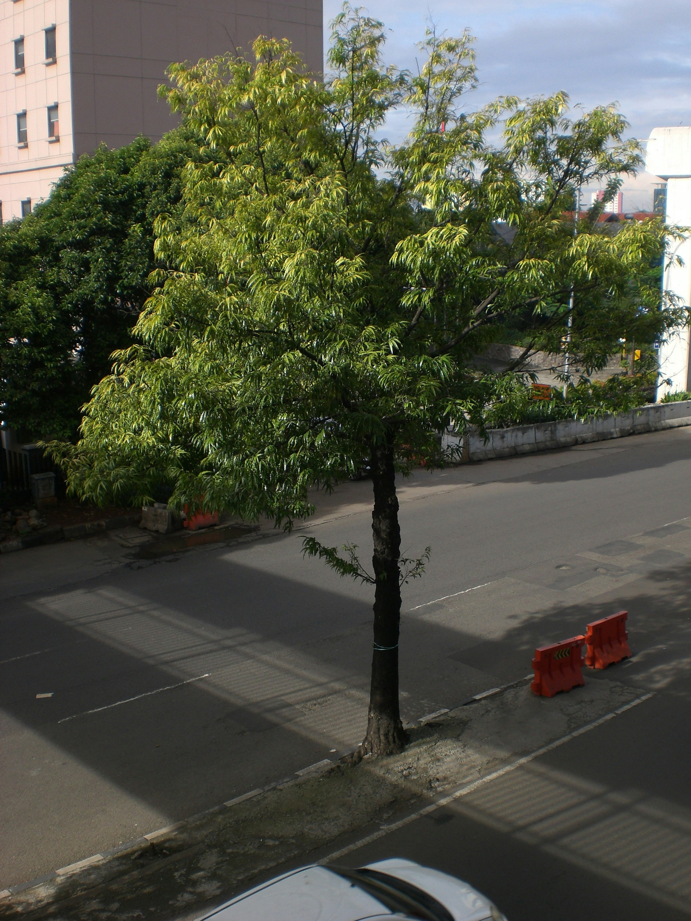 Ein kleiner Baum am Straßenrand