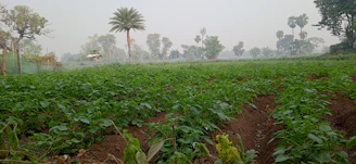 A vibrant Casamance farm landscape at sunrise with lush green crops and farmers tending the fields.