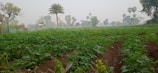 A lush green field with rows of crops grows under a slightly overcast sky. Tall palm trees and other vegetation are scattered in the background, creating a picturesque rural landscape.