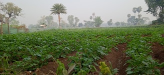 A lush green field with rows of crops grows under a slightly overcast sky. Tall palm trees and other vegetation are scattered in the background, creating a picturesque rural landscape.