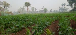 Wide shot of a lush agricultural field with rows of ají and coconut palms under a clear blue sky