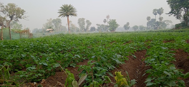 A lush green field with rows of crops grows under a slightly overcast sky. Tall palm trees and other vegetation are scattered in the background, creating a picturesque rural landscape.