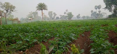 A lush yam field at sunrise with farmers tending to the crops.