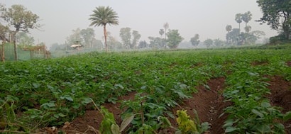 A lush green field with rows of crops grows under a slightly overcast sky. Tall palm trees and other vegetation are scattered in the background, creating a picturesque rural landscape.