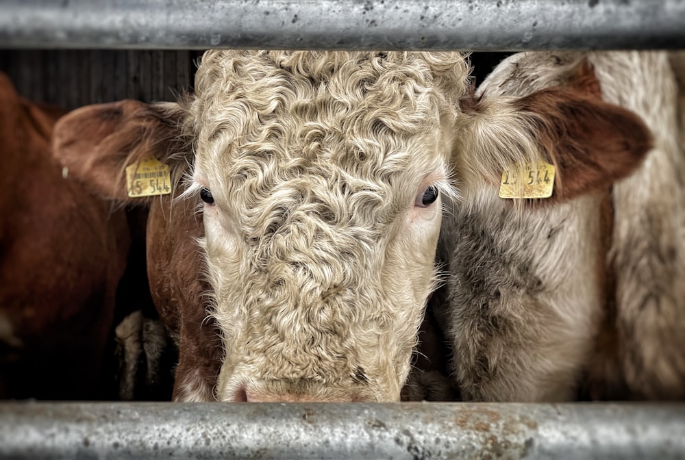 a close up of a cow behind a metal fence